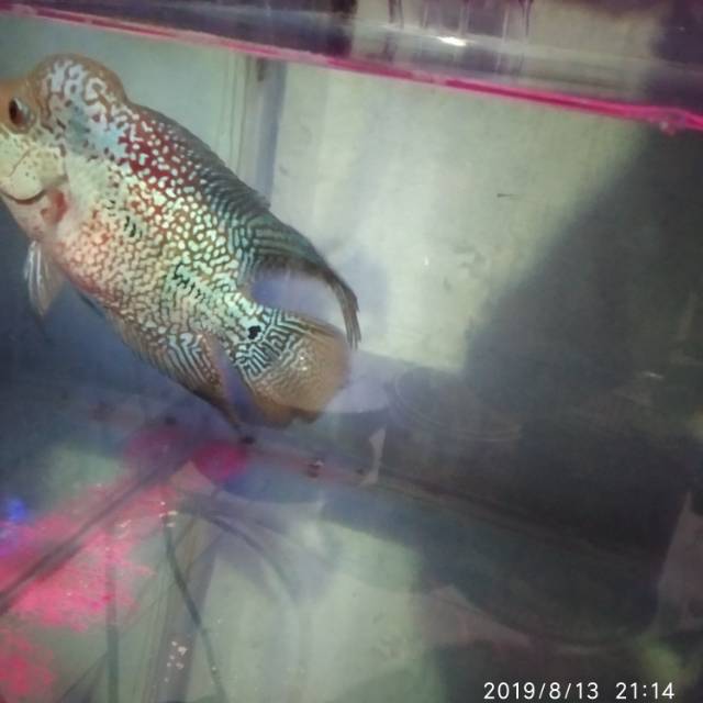 promo kamfa F3 ori thailand