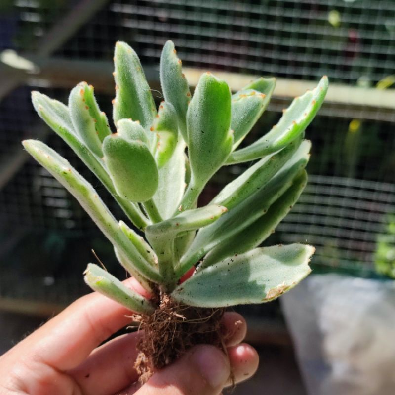 Kalanchoe variegata sukulen