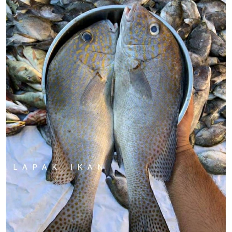 

Ikan Kaci-Kaci Segar 1~Kilogram