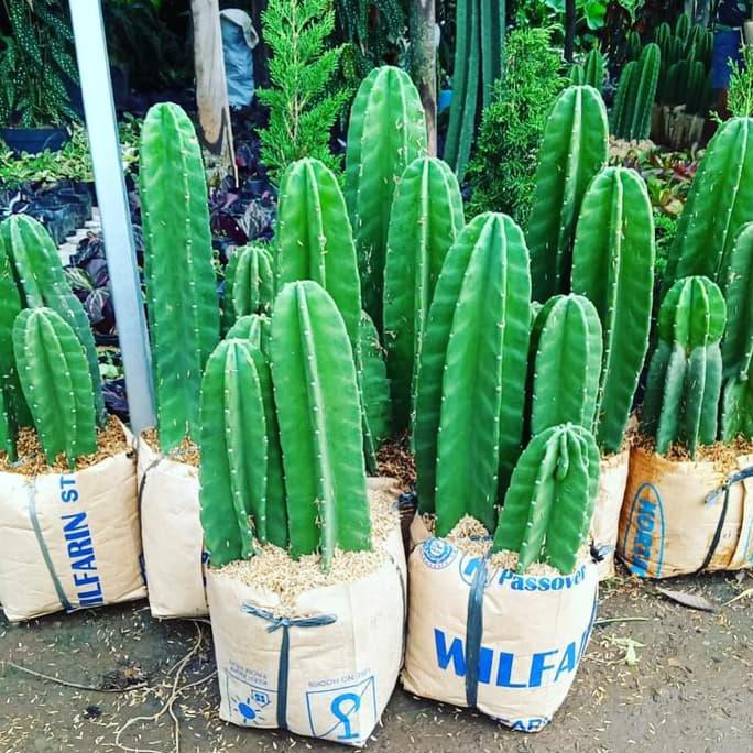 Termurah Kaktus  Koboi  Isi 3 Batang Kaktus  Belimbing 