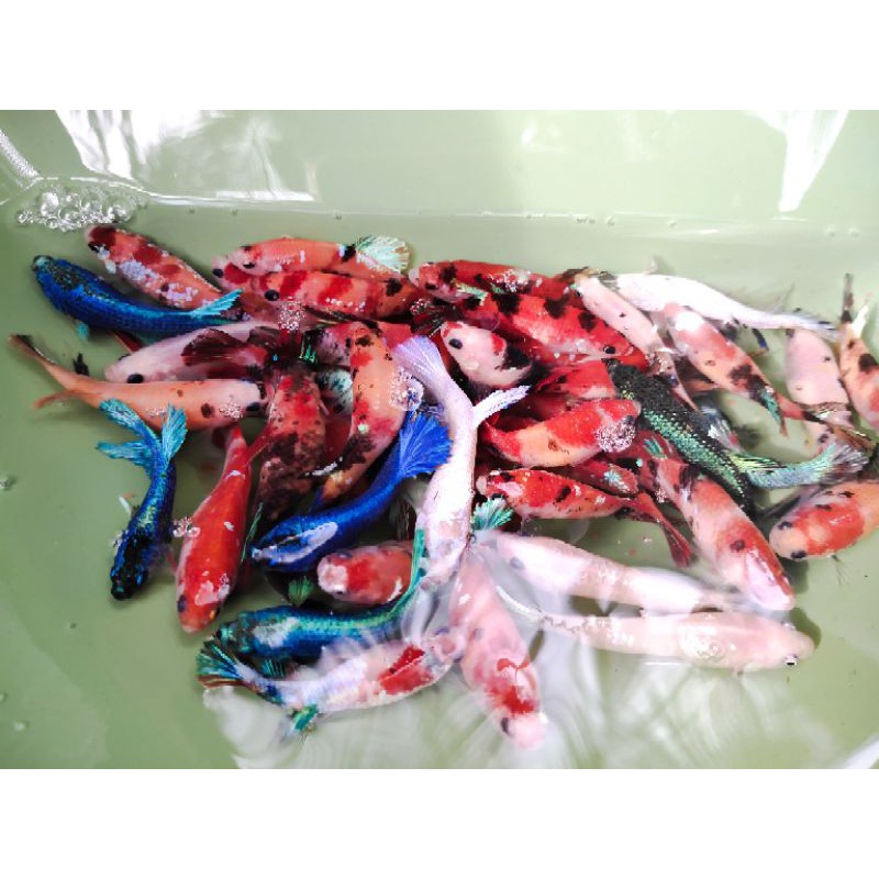 ikan cupang hias marble candy line nemo galaxy