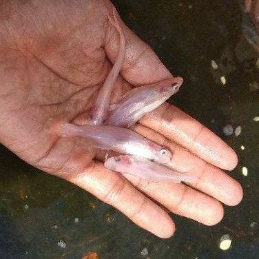 bibit ikan patin albino 2,5 inchi