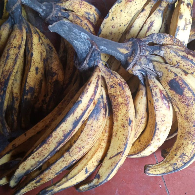 

pisang tanduk super