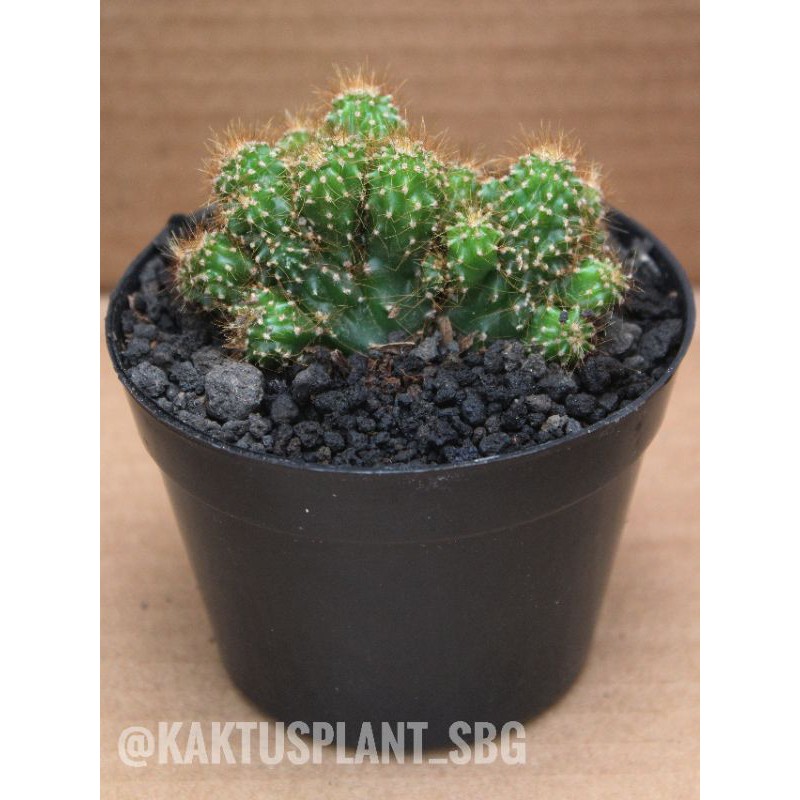 kaktus cereus cristata