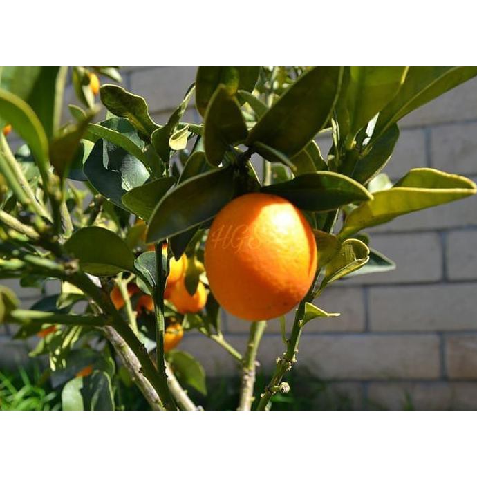 Satu Paket Isi 3 Bibit Tanaman Buah Delima Hitam Putih Dan Mini Voc Shopee Indonesia