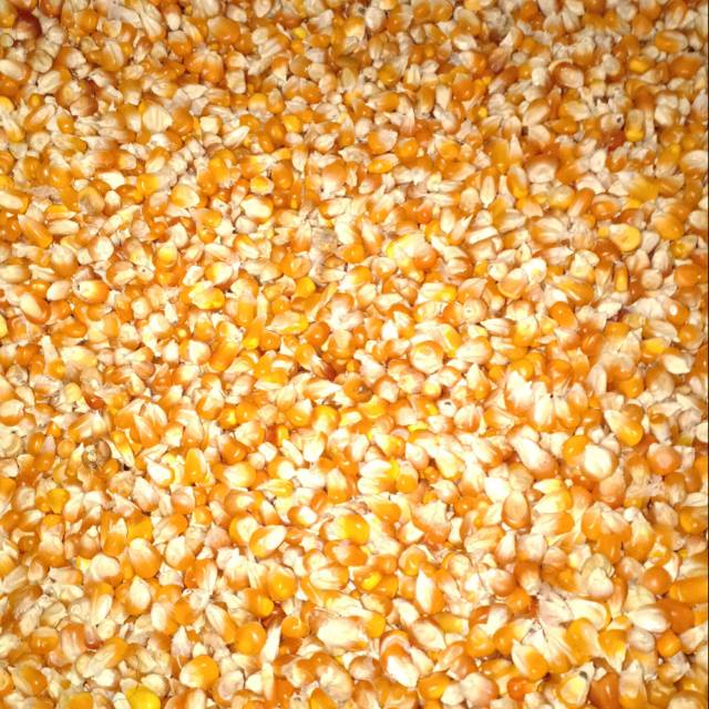 Jagung Kristal Butir Kecil Pakan Merpati 500 Gram