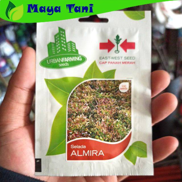 Benih Selada / Lettuce Merah Almira Panah Merah