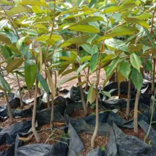 Jon Bibit Durian Bawor 80Cm/Duren Bawor/Bibit Tanaman Durian Bawor