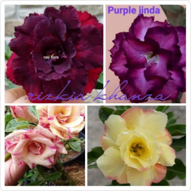 Paket bibit bunga kamboja 4 jenis warna