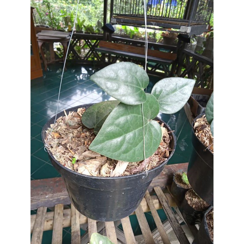 sirih hitam / tanaman sirih hitam