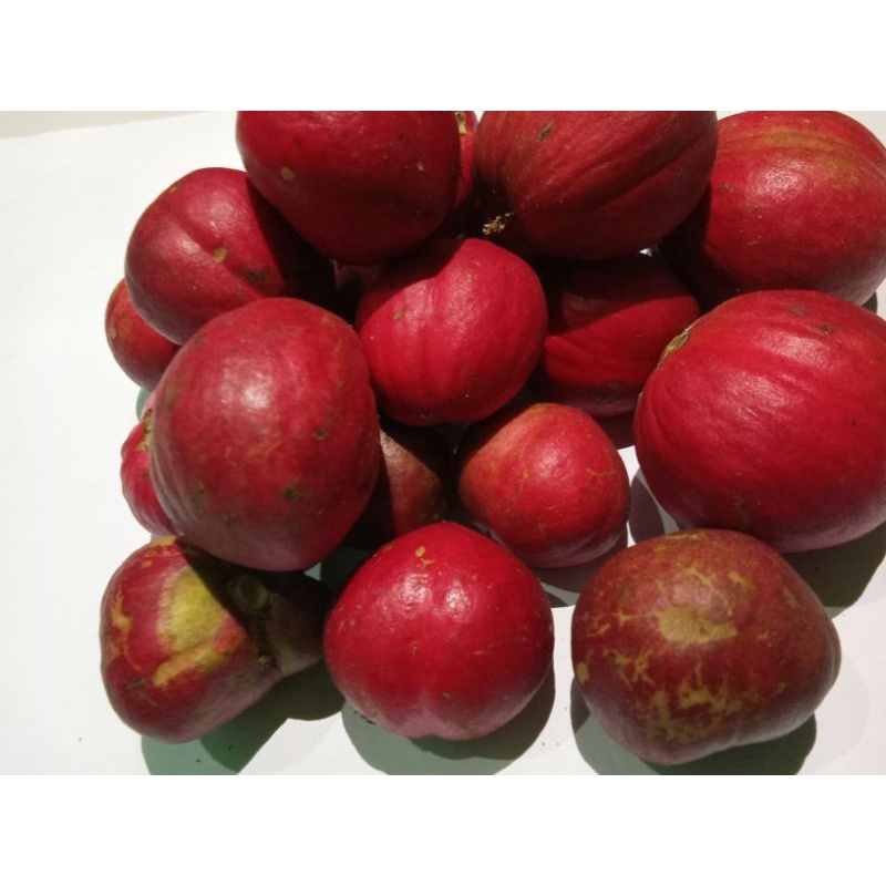 

Buah mahkota dewa merah segar fresh segar/buah simalakama fresh) phaleria macrocarpa