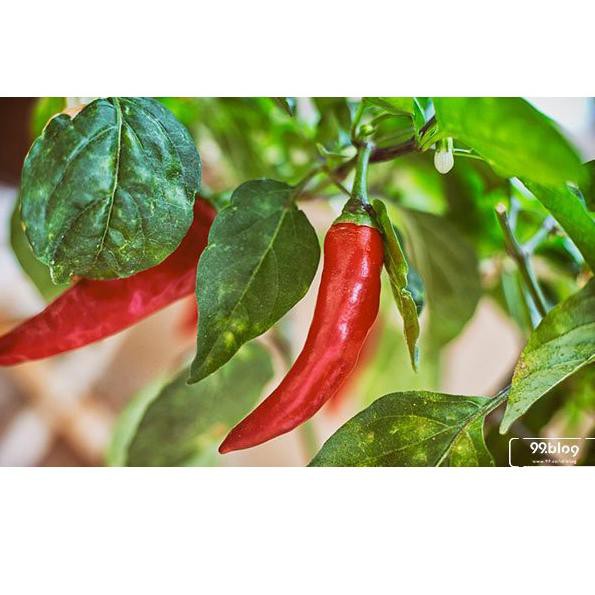 Ready Stok Pupuk Pelebat Buah Cabe, Pupuk Cabai, Pupuk Cabe, Pupuk Cabe Keriting, Pupuk Cabe Berbuah