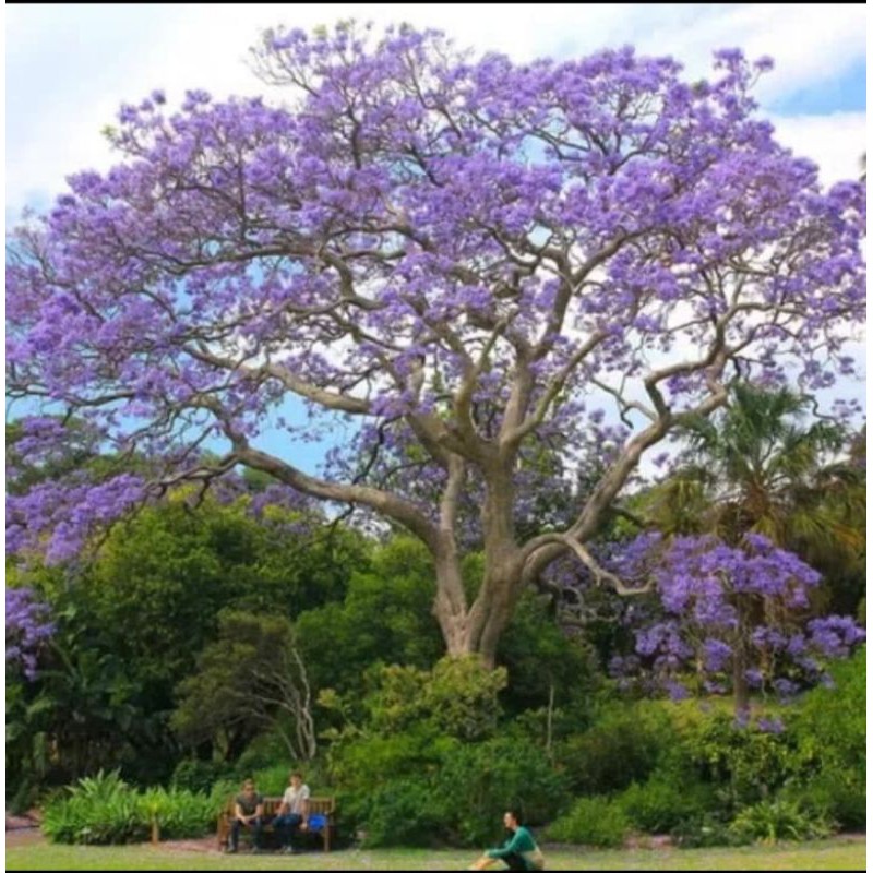 Bibit pohon tabebuya bunga ungu - pohon tabebuya ungu