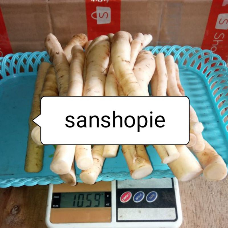 

Akar pepaya akar pepaya jantan segar 1 Kg