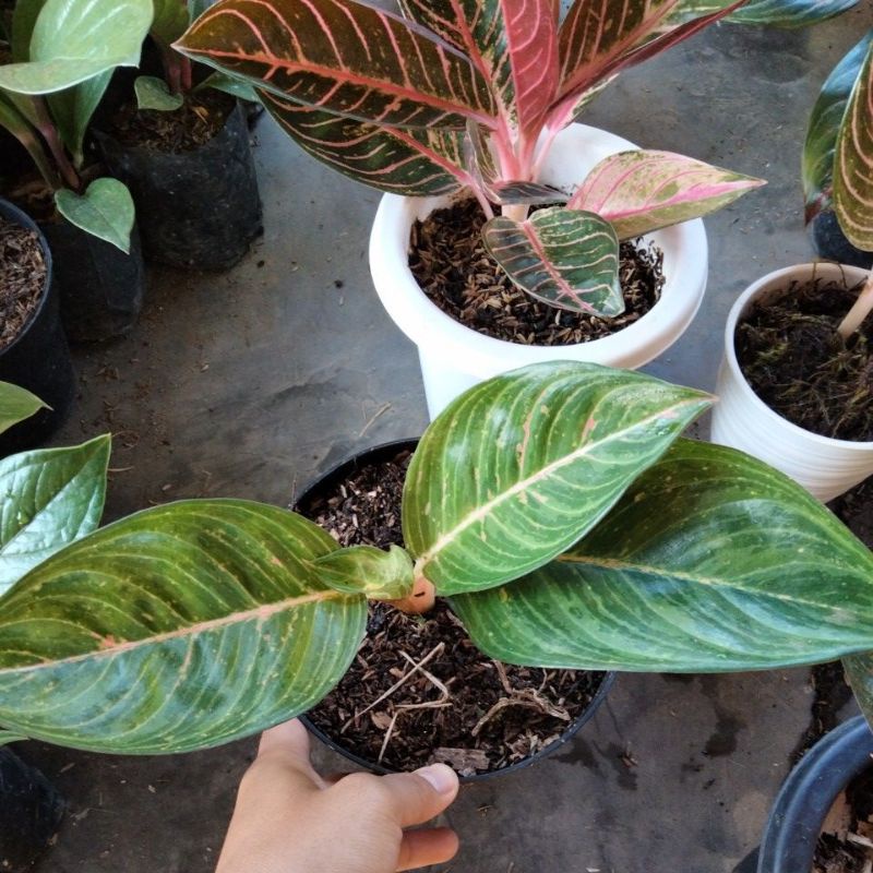 aglonema sexy black pink daun 4