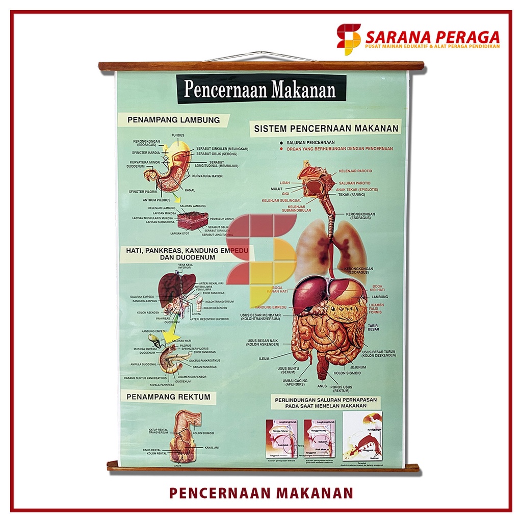 

SaranaPeraga - Carta Poster Gambar Pencernaan Makanan / Carta Alat Peraga Biologi / Carta IPA - Alat Peraga Sekolah