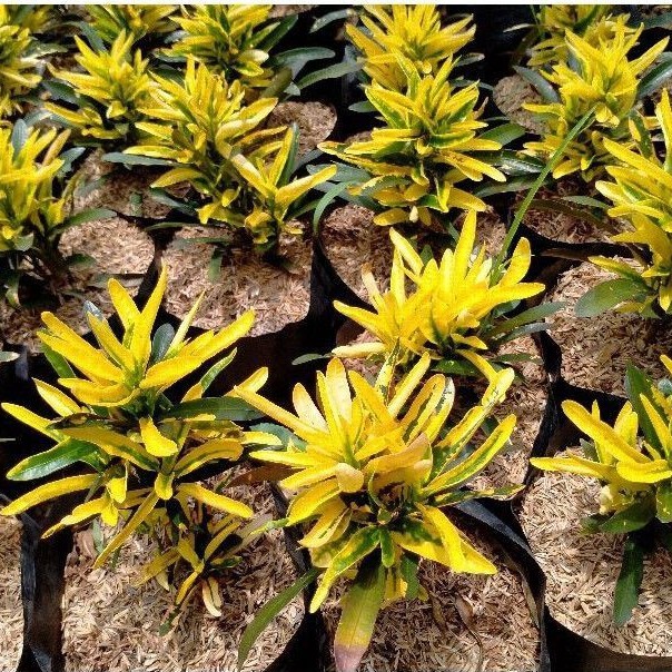 Tanaman Hias Puring  cabe, Pohon Puring Cabe