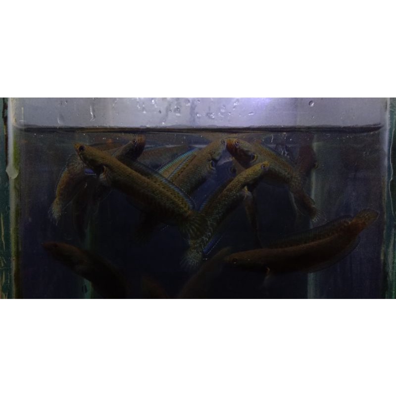 andrao 10 ekor size 6-7 cm