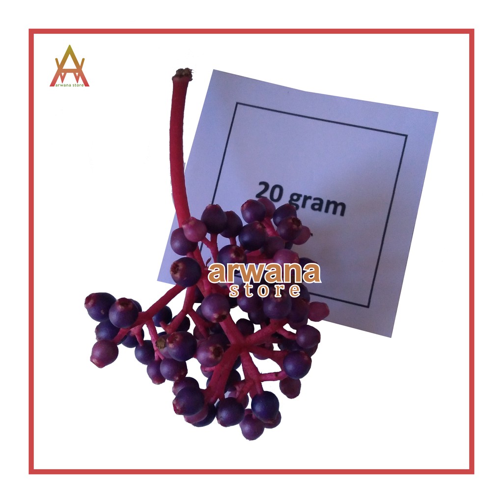 

PARIJOTO SUPER MURAH 20 - 50 GRAM PENYUBUR KANDUNGAN