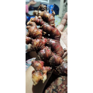 

JAHE MEMErAH JUMBO