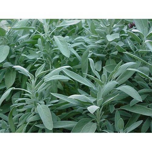 Benih-Bibit Herba Broadleaf Sage (Haira Seed)