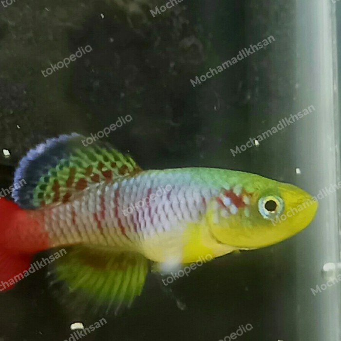 DISKON HARGA Telur killifish guenteri zanzibar AR331