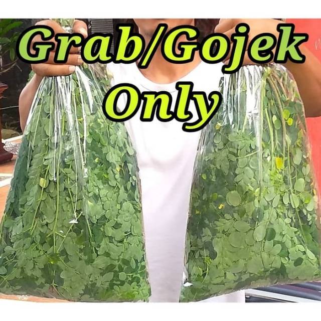 

Daun kelor segar baru petik kalo ada order