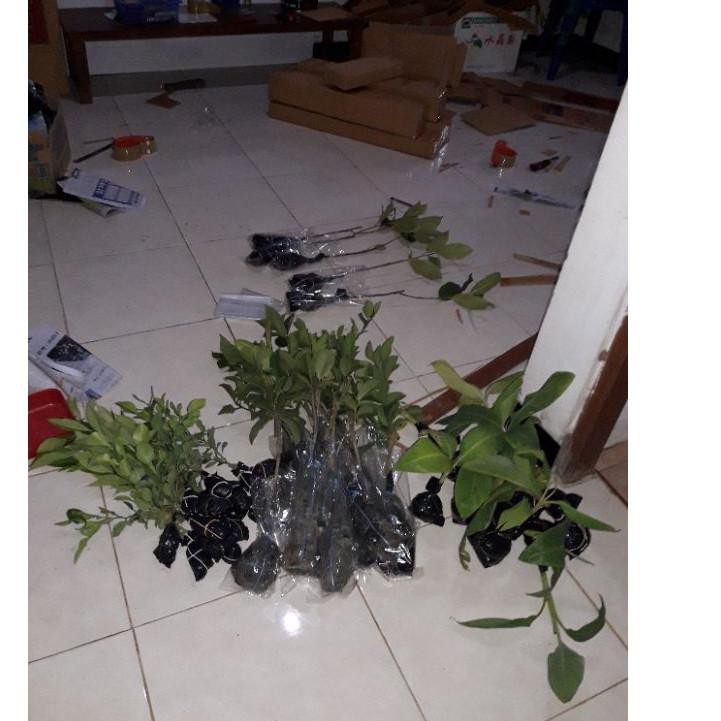 

[READY STOCK] pisang cavendish