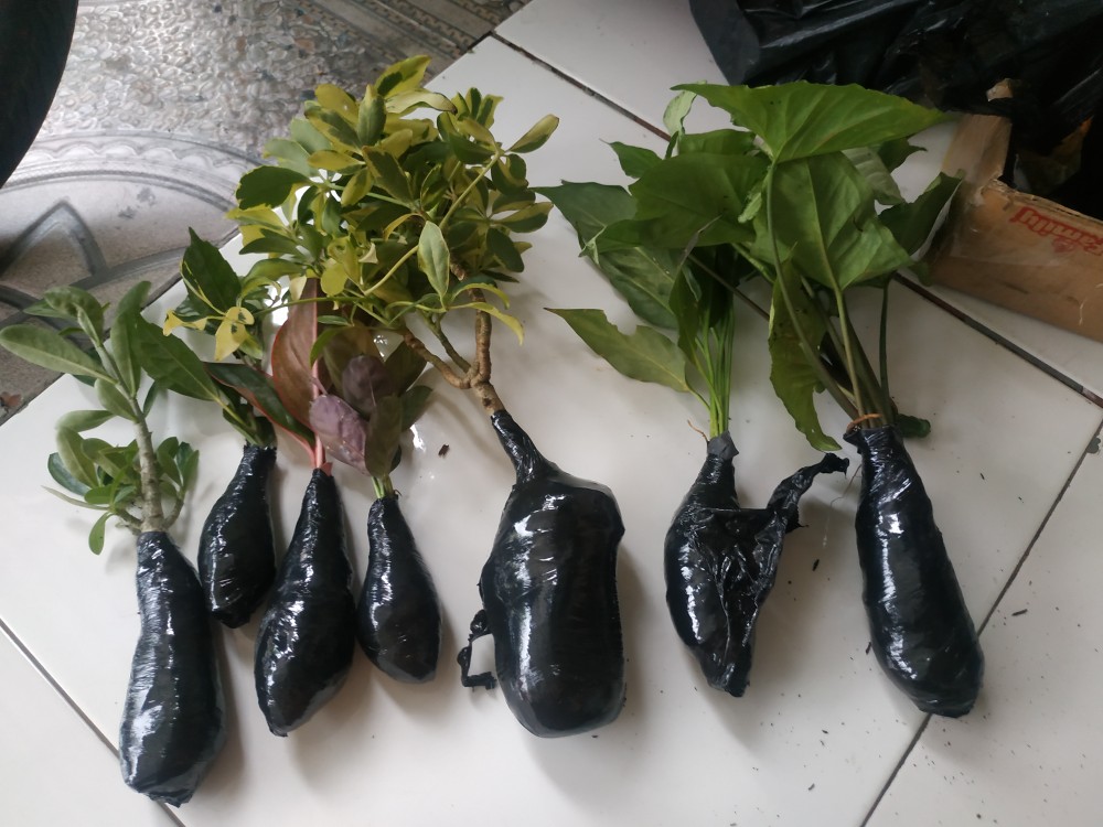 Keladisingonium Putih