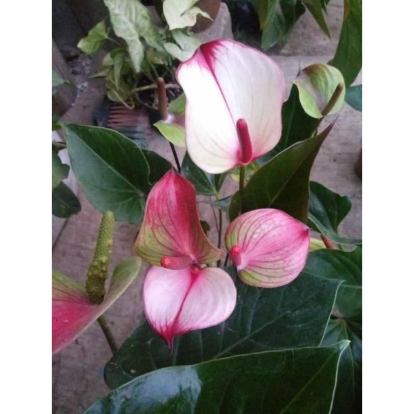 TANAMAN HIAS ANTHURIUM MICKEY MOUSE MAGENTA SPLASH