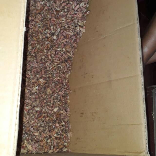 

Baby cumi termurah murah 100g