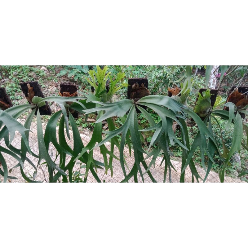 Tanduk rusa/platycerium wilincky