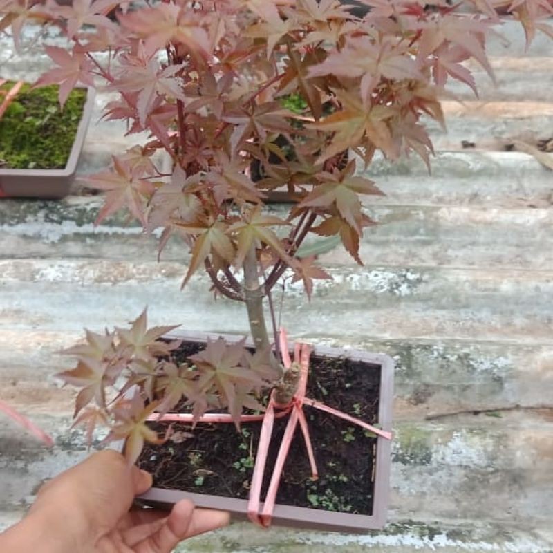 Red maple japanese, maple japanese, maple merah, Bibit maple, Bibit mapel jepang