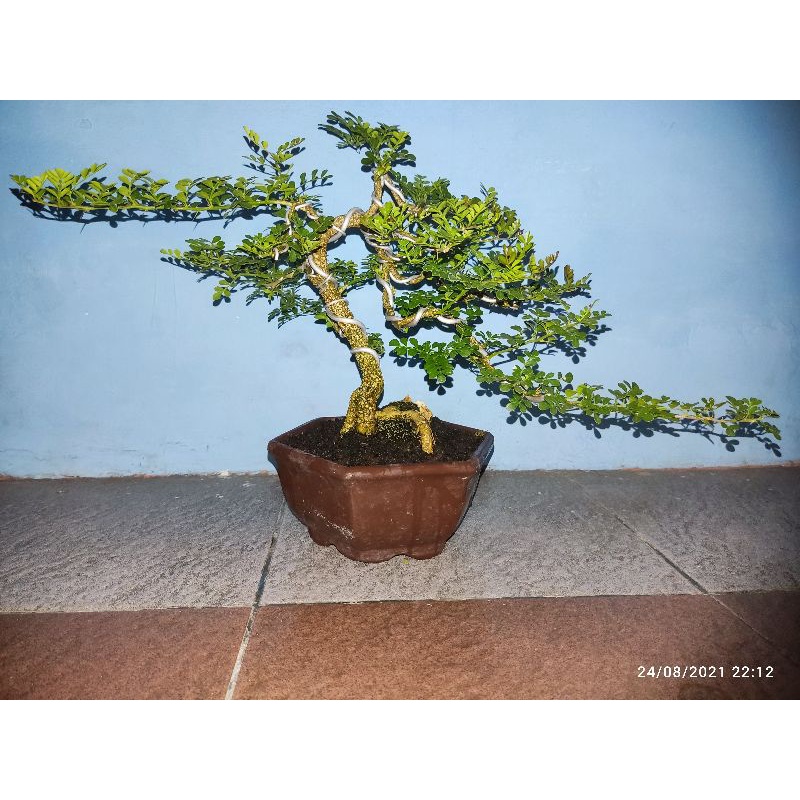BONSAI KAWISTA