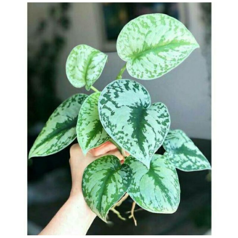 Tanaman Hias Scindapsus Silver Splash / Silver Lady / Silver anne /