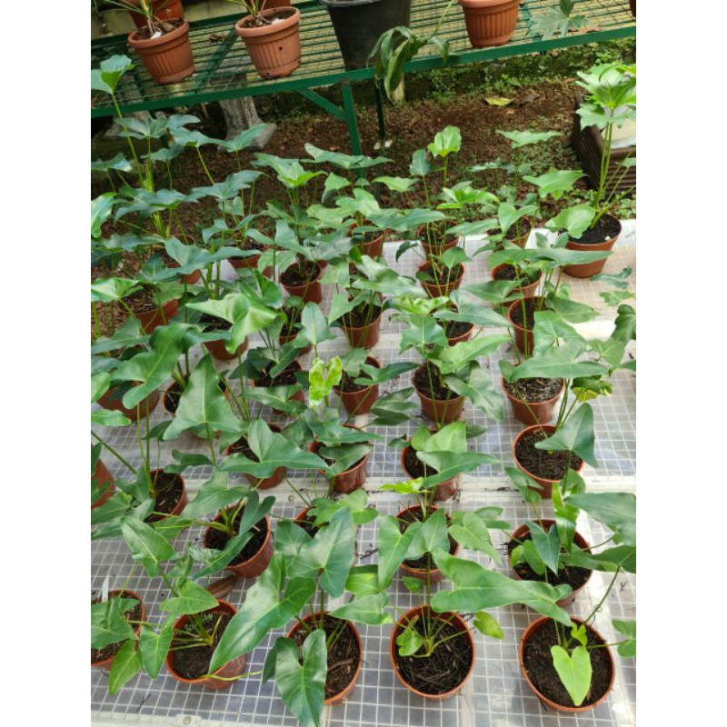 philodendron williamsi