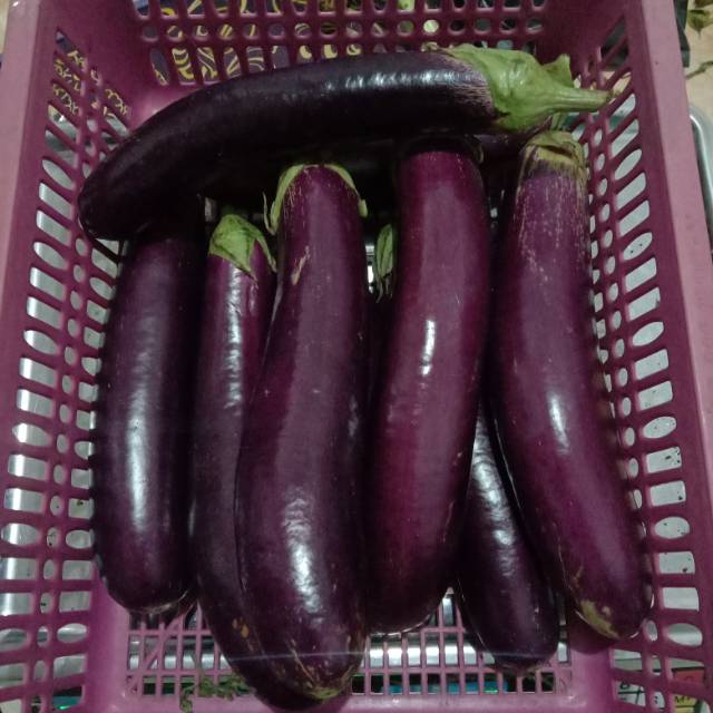 

Terong ungu