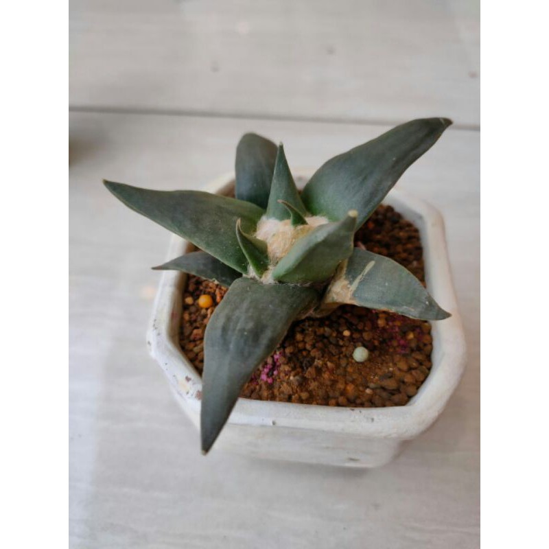 kaktus langka ariocarpus retusus