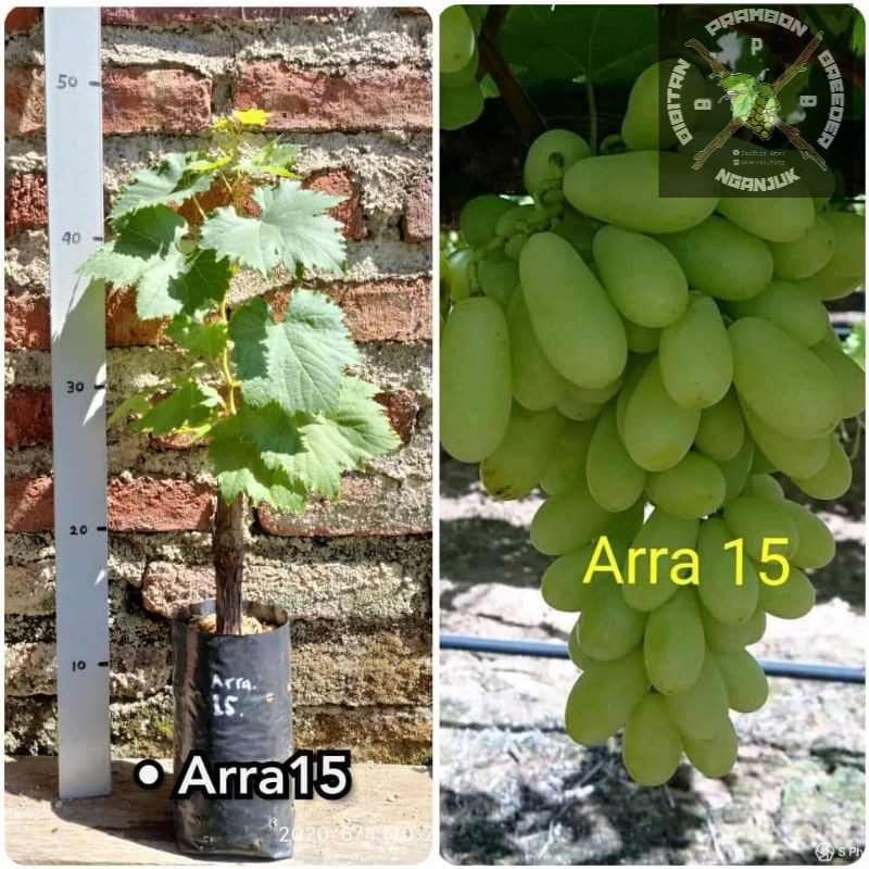 bibit anggur import arra 15