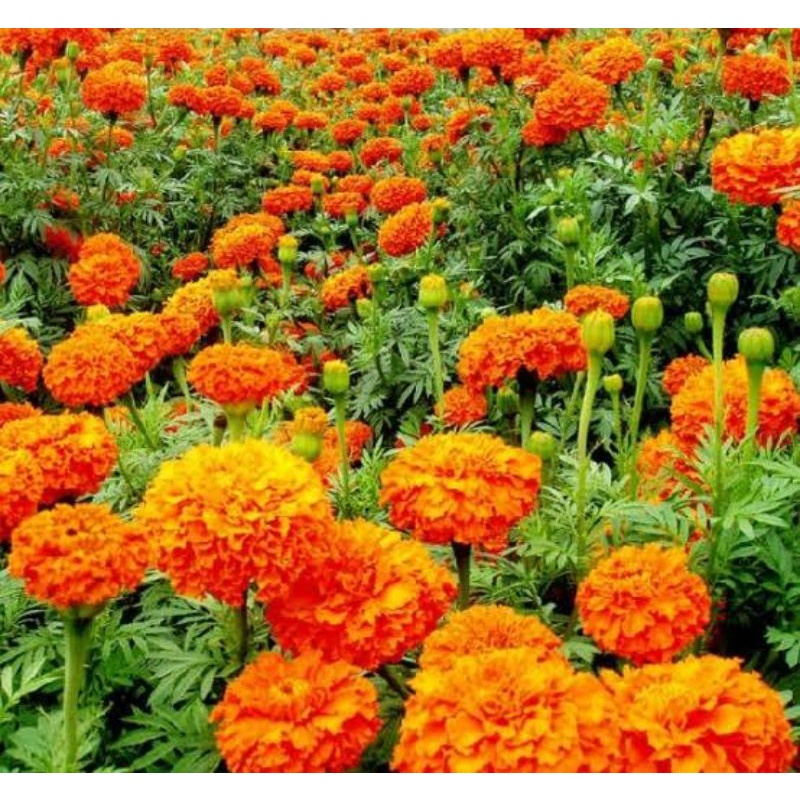 Benih bunga Marigold