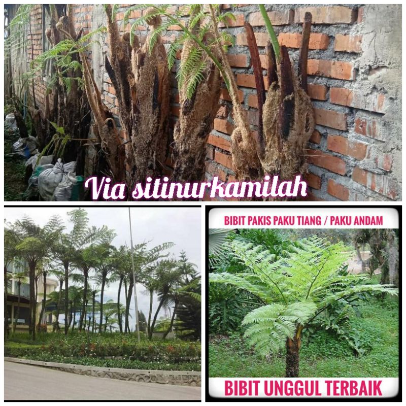 pakis paku tihang pakis monyet