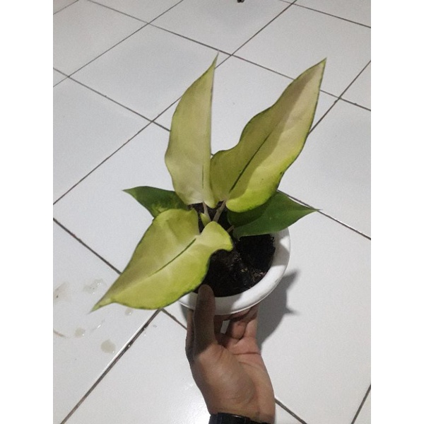 aglonema kochin sunrise remaja daun 4-6