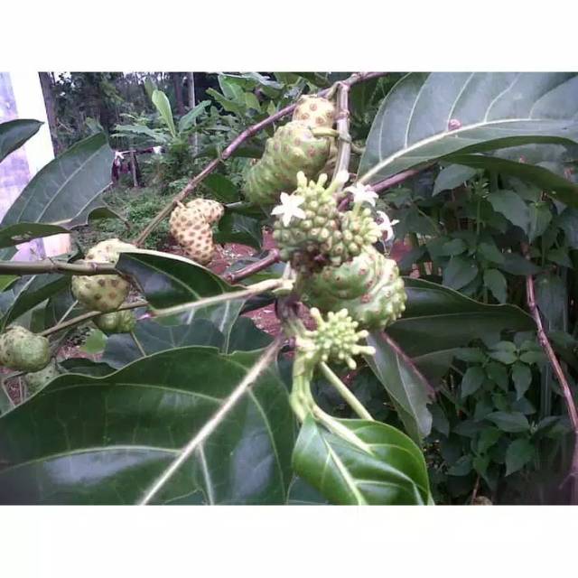 

PROMO BUAH MENGKUDU SEGAR 1 KG