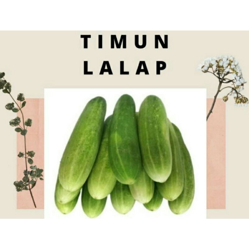 100 BIJI MENTIMUN KETIMUN F1