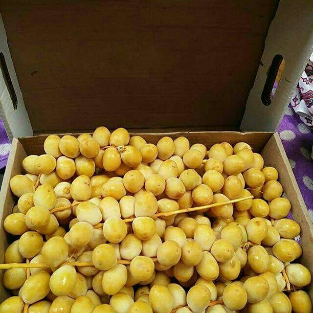 

Rtutob (kurma muda) kuning