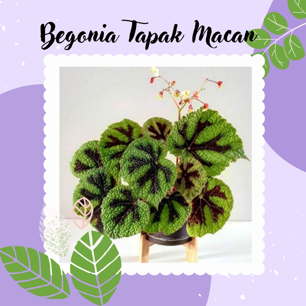 BEGONIA IRON CROSS BEGONIA TAPAK MACAN TANAMAN BUNGA BEGONIA HIAS TAPAK MACAN
