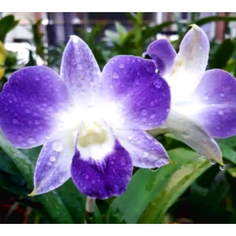Pohon Anggrek Dendrobium Bunga Biru Dewasa Sudah Spike