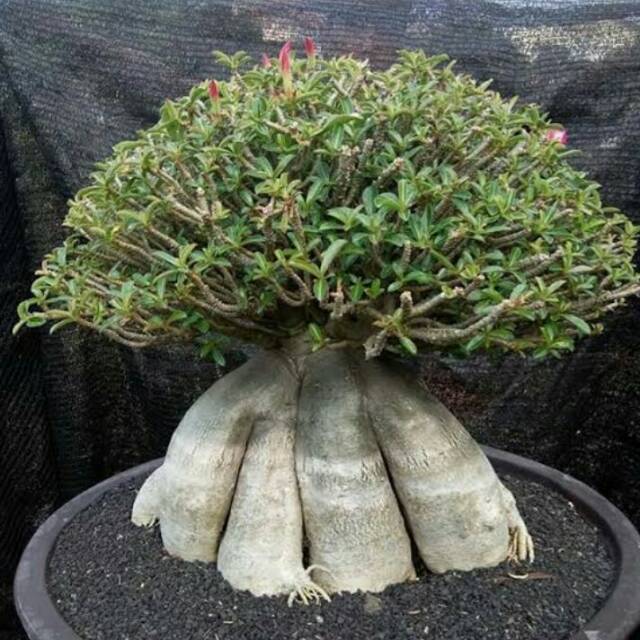 Bibit Tanaman bunga adenium cabang seribu bahan bonsai bonggol besar