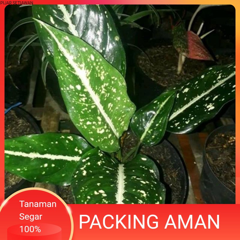 TANAMAN HIAS AGLONEMA SRIKIT//BLANCENG SRIKIT
