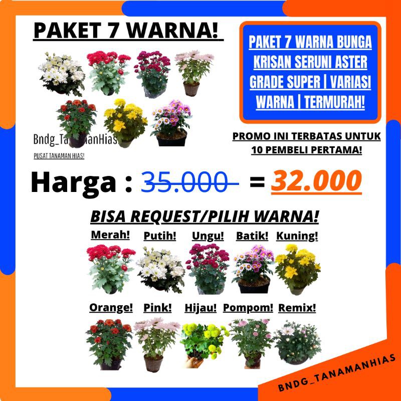 PAKET 7 POHON 7 WARNA! BUNGA KRISAN SERUNI ASTER GRADE SUPER | COD | TERMURAH!